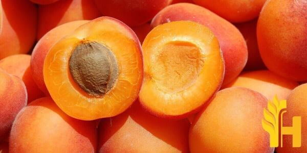 Husfarm Apricot photo