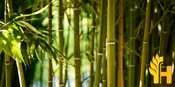 Husfarm Bamboo photo
