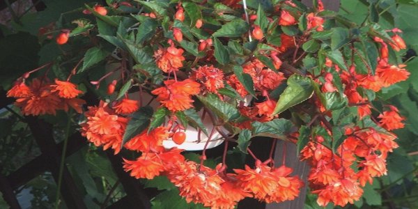 Husfarm Begonia photo
