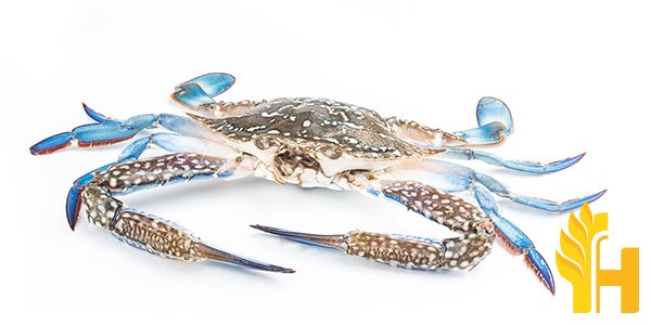 Husfarm Blue Crab photo