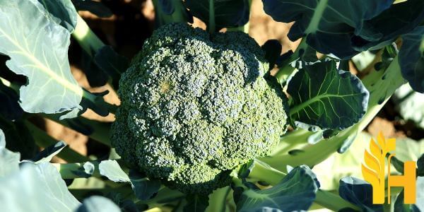 Husfarm Broccoli photo