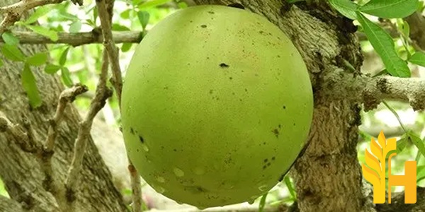 Husfarm Buchu Fruit photo