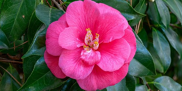 Husfarm Camellia photo