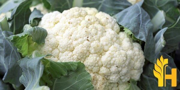 Husfarm Cauliflower photo