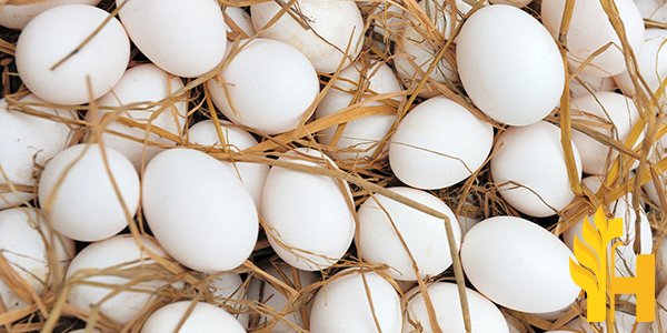 Husfarm Chicken Egg photo