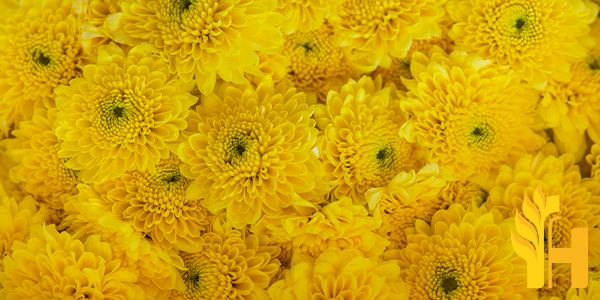 Husfarm Chrysanthemum photo
