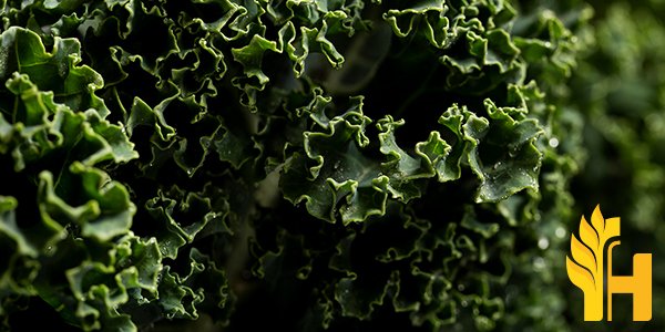 Husfarm Covo African Kale photo