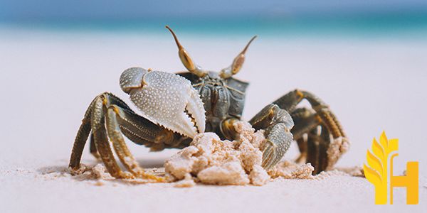Husfarm Crab photo