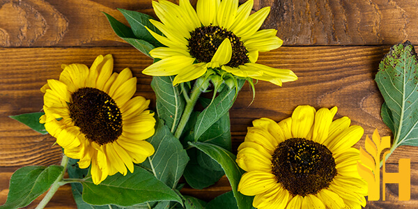 Husfarm Decorative Sunflower photo