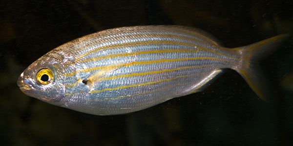 Husfarm Dreamfish photo