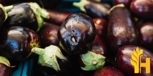 Husfarm Eggplant photo