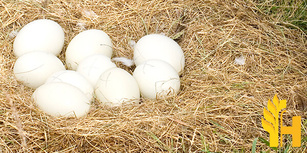 Husfarm Emu Bird Egg photo
