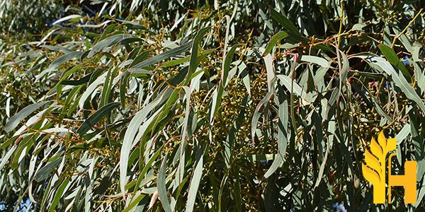Husfarm Eucalyptus photo