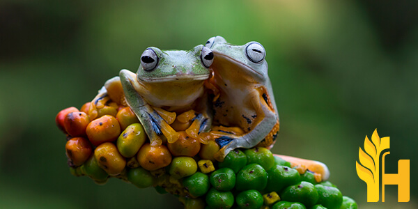 Husfarm Frog photo