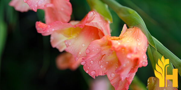Husfarm Gladiolus photo