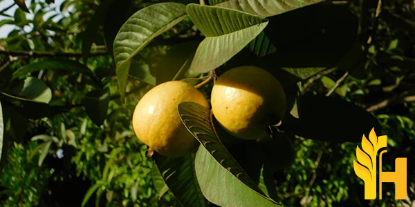 Husfarm Guava photo
