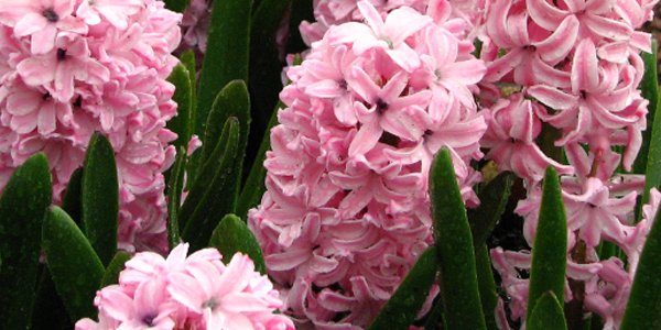 Husfarm Hyacinthus photo