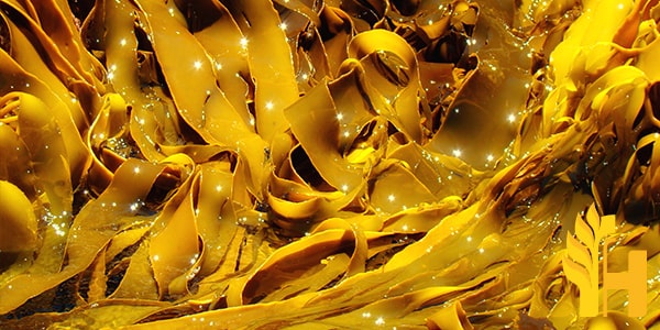 Husfarm Kelp photo