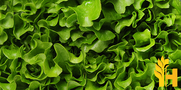 Husfarm Lettuce photo