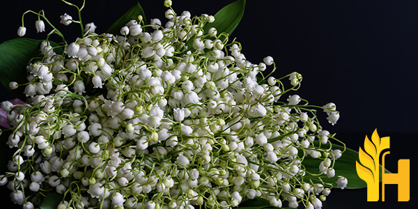 Husfarm Lily Of The Valley photo