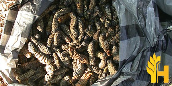 Husfarm Madora Mopane Worms photo