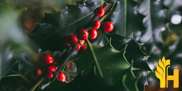 Husfarm Mistletoe photo