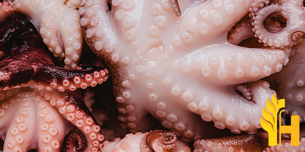 Husfarm Octopus photo