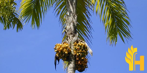 Husfarm Peach Palm (Pejibaye) photo