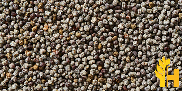Husfarm Poppy Seeds photo