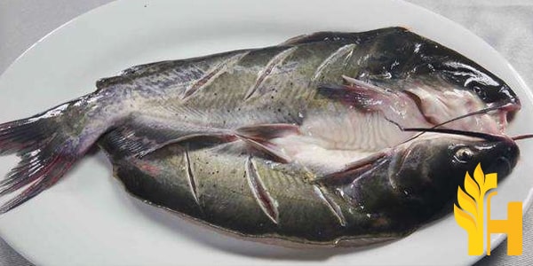 Husfarm Qingjiang Fish photo