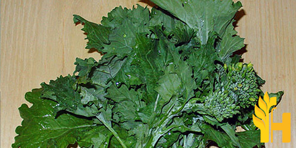 Husfarm Rappini Broccoli Rabe photo