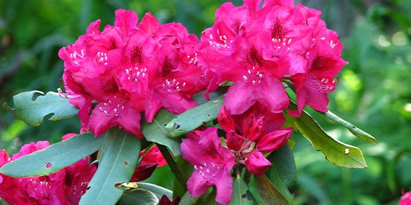 Husfarm Rhododendron photo