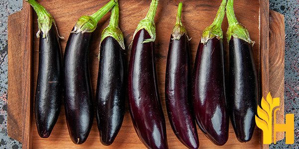 Husfarm Scarlet Eggplant photo