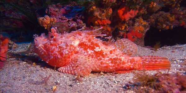 Husfarm Scorpionfish photo