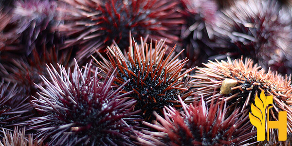 Husfarm Sea Urchin photo