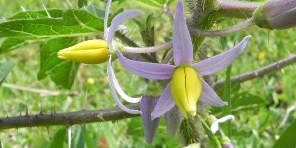 Husfarm Solanum photo