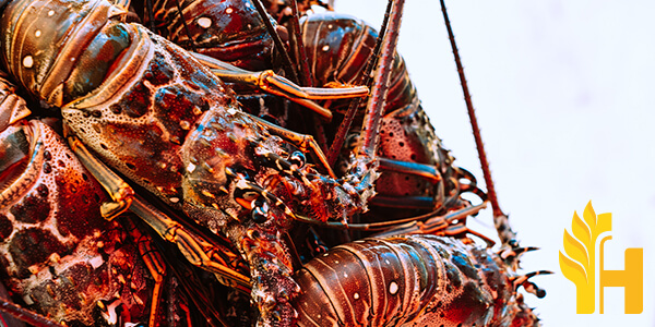 Husfarm Spiny Lobster photo