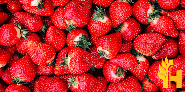 Husfarm Strawberry photo