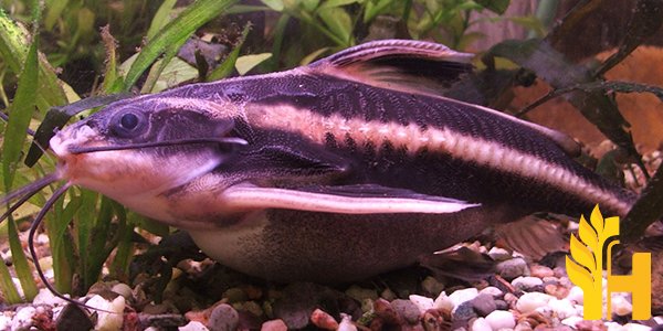 Husfarm Striped Catfish photo