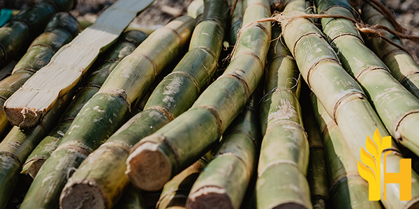 Husfarm Sugarcane photo