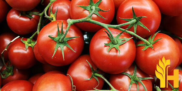 Husfarm Tomato photo