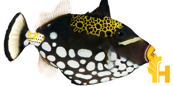 Husfarm Triggerfish photo