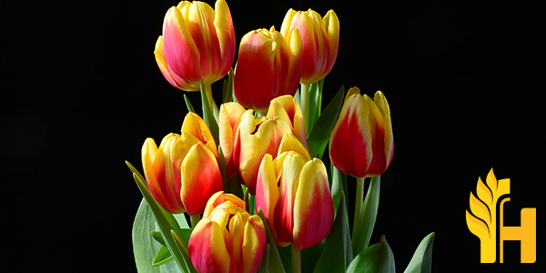 Husfarm Tulip photo