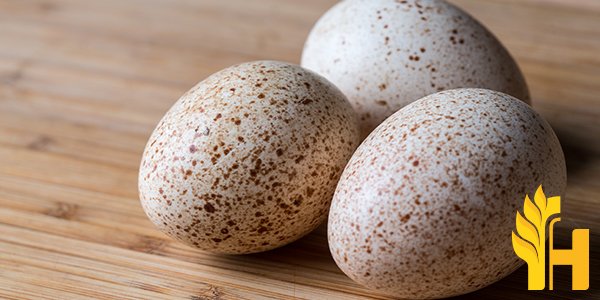 Husfarm Turkey Egg photo