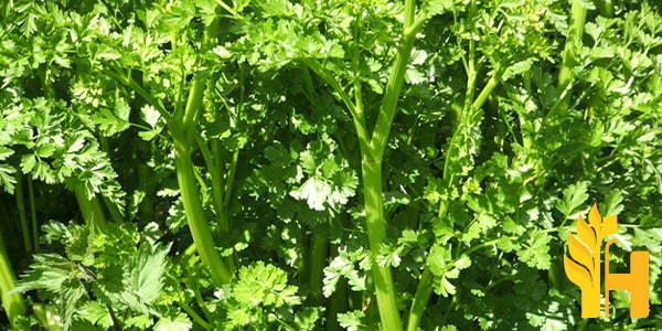 Husfarm Water Celery photo